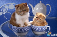 猫咪写真集,猫咪写真集精选